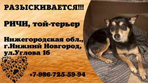 Пропала собака! РИЧИ. Той-терьер. Нижегородская обл,  г.Нижний Новгород