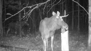 Лосиное семейство на солонце. Ленинградская область.
