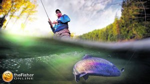 🦈Fisher Online 🦈