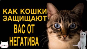Как кошки защищают вас и ваш дом от негативных энергий. Энергетика кошек