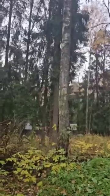 Срочно продаётся земельный участок в СНТ «Мичуринец» смотреть онлайн