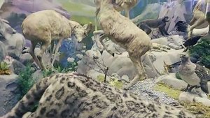 Дарвиновский музей