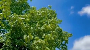 Красивая Азербайджанская песня Mennen uzaglarda