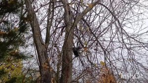 Встреча с Ричем🦮. Дела домашние 21.10.25.