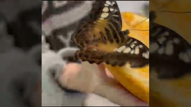 "Трогательную выставку живых тропических бабочек"