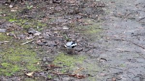 Трясогузка в парке