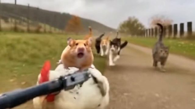 Погоня. Хомяк верхом на курице удирает от стаи котов. Юмор. Приколы. Смешное видео