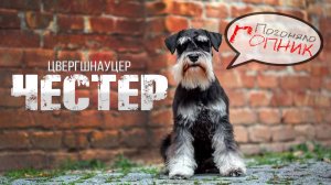 Кличка Честер, но погоняло ГОПНИК | История юного Шнауцера