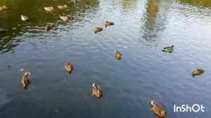 А у уток свои разговоры