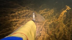 сазан в траве