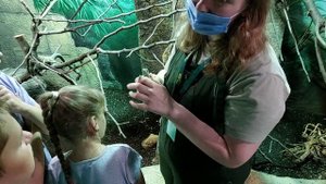 Игуана обыкновенная. Московский зоопарк. Змеиное сафари. Старая территория.