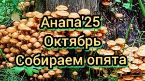 71 #Анапа #опята пошли в октябре #сбор грибов 27-10-2025