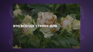 Основные болезни роз и как с ними бороться 🌹