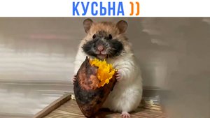 КУСЬНА! ))) Приколы | Мемозг 1678