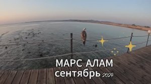 Подводный мир Египет Марс Алам  отель WADI LAHMY AZUR RESORT сентябрь 2024