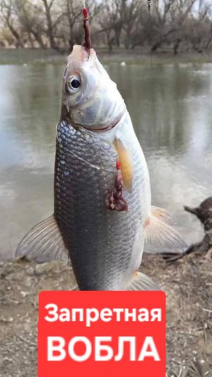 🔥Запретная ВОБЛА⚡️ на Волге!! Октябрь-2025