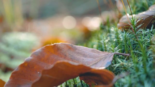 ПИСЬМО ОСЕНИ смотреть онлайн