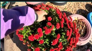 КРАСКИ ОСЕНИ 🍂 26 октября 2025 год