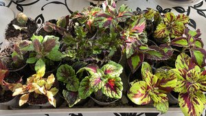 Занимаюсь любимым делом, переваливаю Колеусы в больший объём.