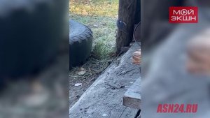 Хищная синица и запасливый поползень прилетают угоститься во двор к амурчанину