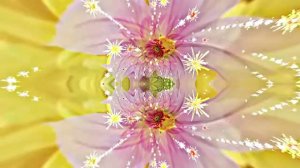 Видеофоны! Видеофон Осенняя цветочная фантазия 3 от Киностудии Мудрого Кота Тимофея!