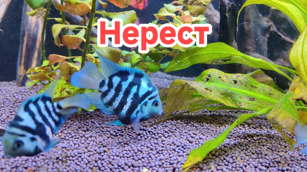 Нерест попугайчиков смотреть онлайн