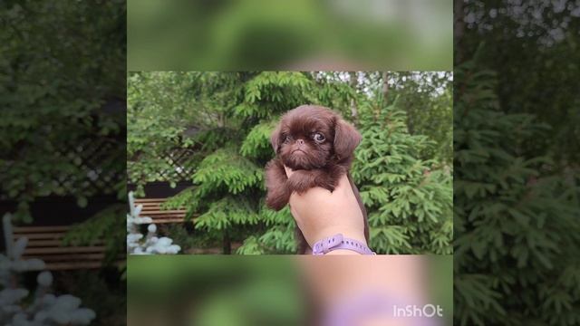 Шоколадка гриффон бельгийски выпускница нашего питомника🤎🤎🤎 смотреть онлайн