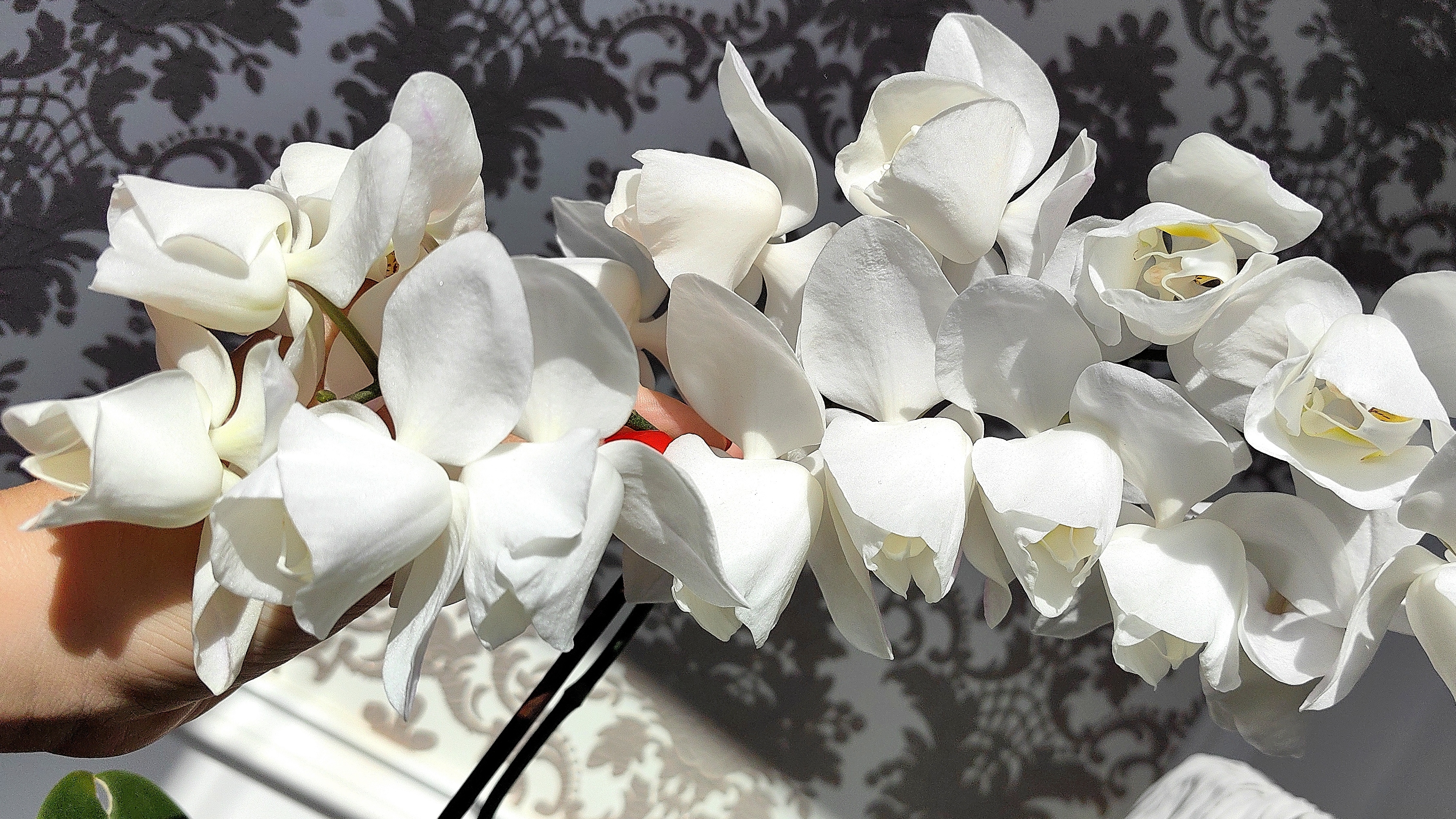 Мои орхидеи все на цветоносах. А ваши? Уже выдали? смотреть онлайн