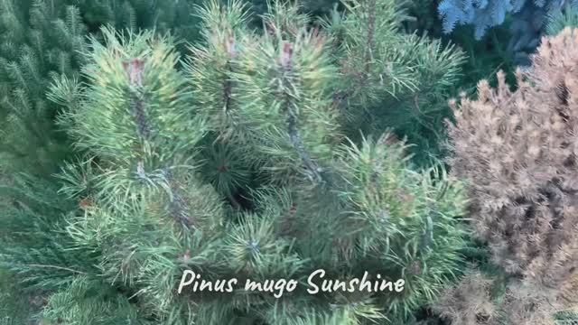 Pinus mugo Sunshine