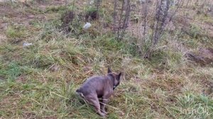 Утренняя прогулка с бульдогом