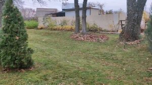 Уборка листьев с газона под дубами. ПроДачу.