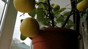 Домашний лимон, в этом году хороший урожай, много лимонов