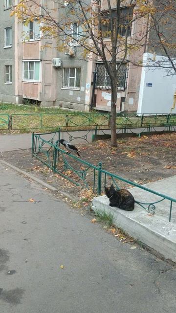 Мудрый ворон отругал кота! смотреть онлайн