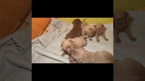 Щенки пти брабансон окрас  Изабелла