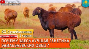 Селекция овец в КХ Сулейменова. Племенная работа с эдильбаевской породой. Овцеводство Казахстана