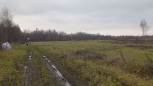 Поле, русское поле...  Старенькая бабушка идет на дачу