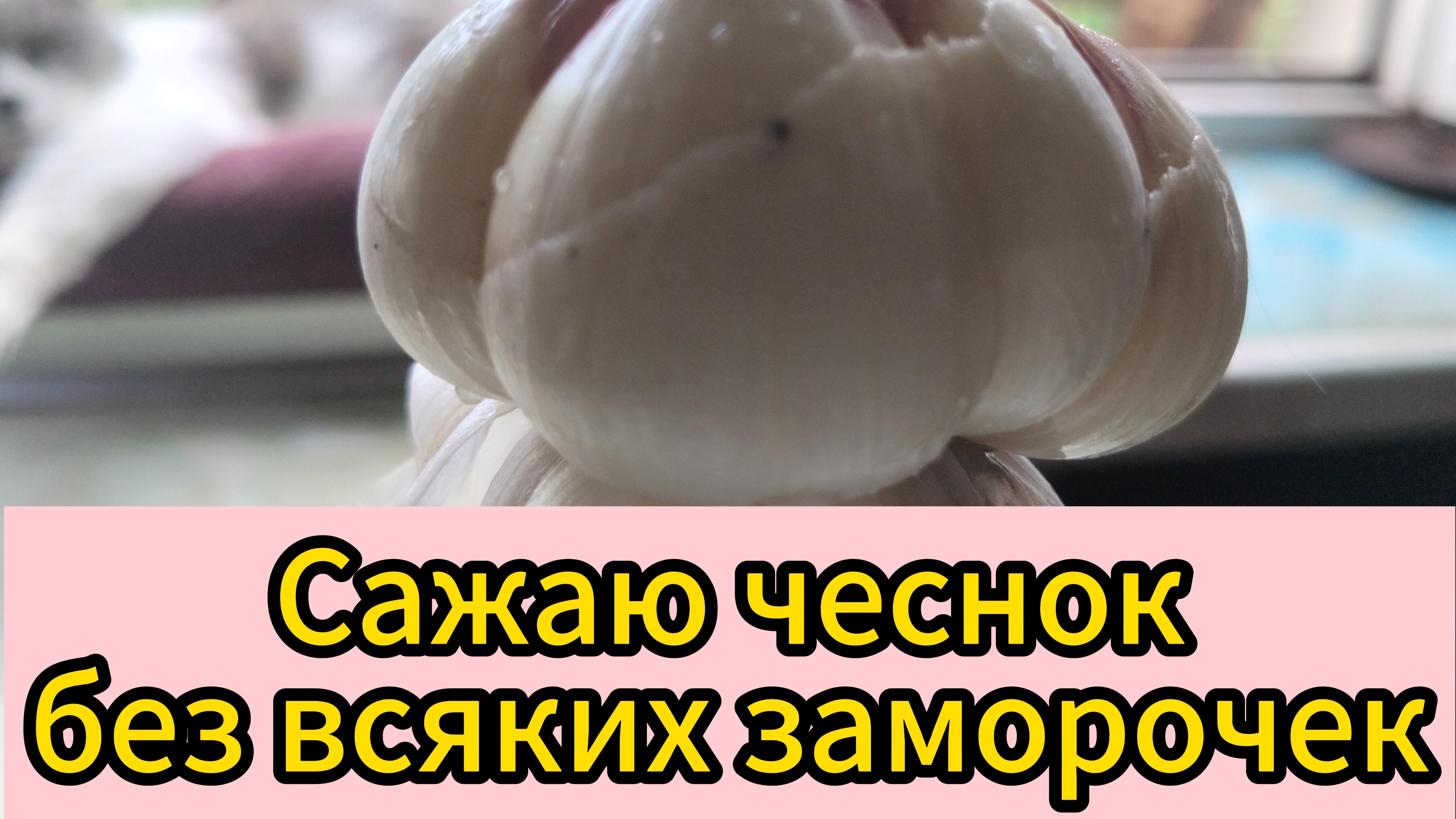 Как посадить чеснок без всяких заморочек