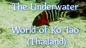 Подводный мир острова Ко Тао (Тайланд)