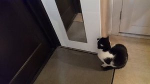 1000049863.mp4 Кот Митя требует свободы