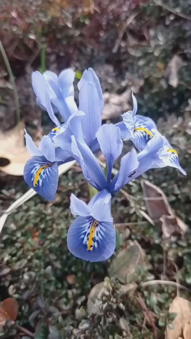 Иридодиктиумы (1)