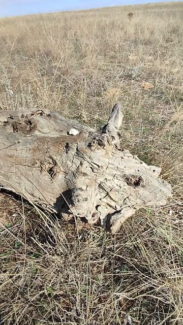 Крымский дракон