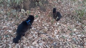 Отдыхают котики.