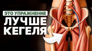 От ЭТОЙ мышцы зависит ВСЁ!/ Что общего между запорами, низким либидо и недержанием мочи?