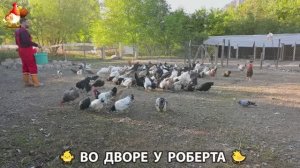 Содержание кур в домашних условиях и других птиц во дворе у Роберта 🐣🐤🦆🐔🪿🦃 (316)