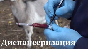 В Перевальском районе проходит диспансеризация скота