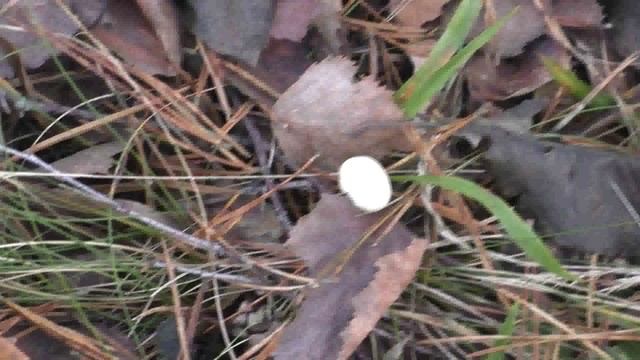 Лес Козьи Горы. Березки. Гнездово.