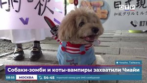 Собаки-зомби и коты-вампиры захватили Чиайи