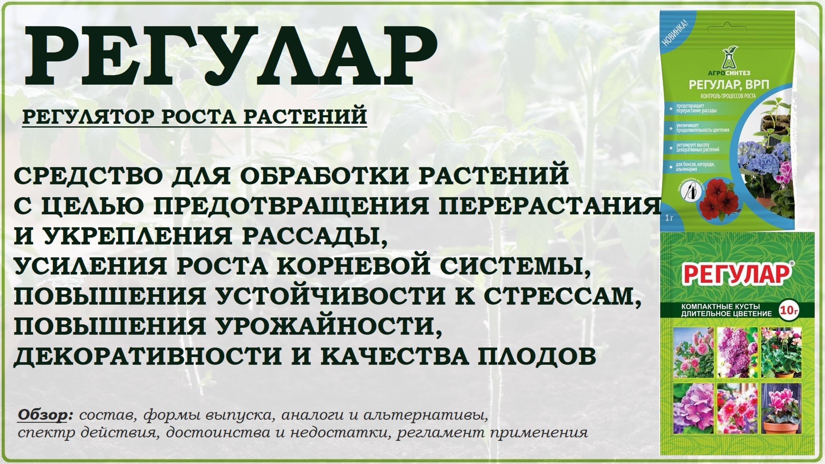 Регулар - регулятор роста для укрепления рассады, повышения стрессоустойчивости и урожайности. Обзор