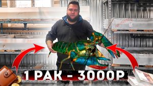 ОТКРЫВАЮ НОВЫЙ БИЗНЕС/КУПИЛИ РАКОВ