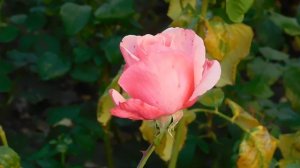 26=10=2025  ХБК -=- СБС  пвн   (235)